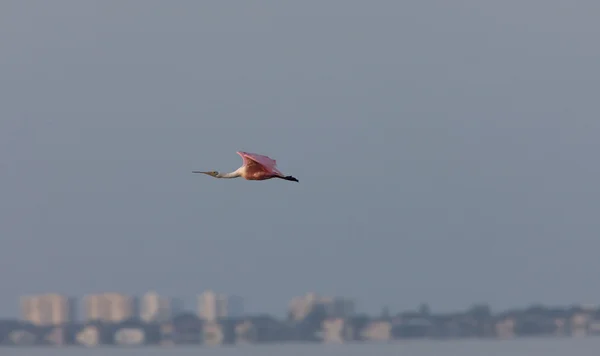 Rosettenlöffel fliegt über Floridas Gewässer — Stockfoto