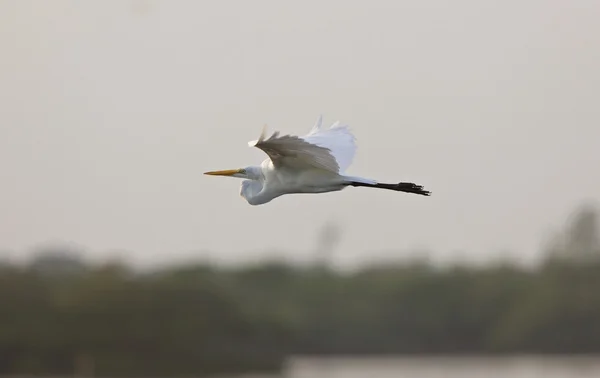 Grande Egret bianco che sorvola le acque della Florida — Foto Stock