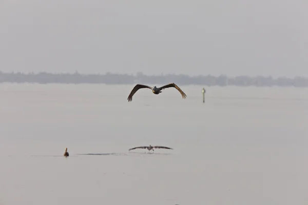Brauner Pelikan Fliegt Über Floridas Gewässer — Stockfoto