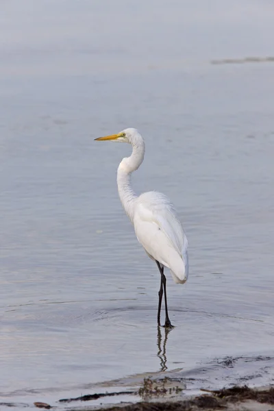 Florida Sularda Göllerde Büyük Beyaz Balıkçıl — Stok fotoğraf
