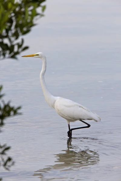 Great White Egret wading in Florida waters — Stock Photo, Image