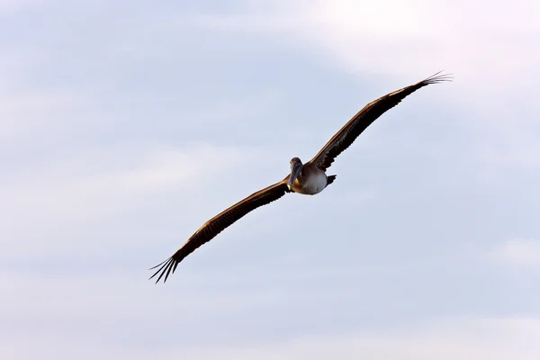 Brauner Pelikan fliegt über Florida — Stockfoto