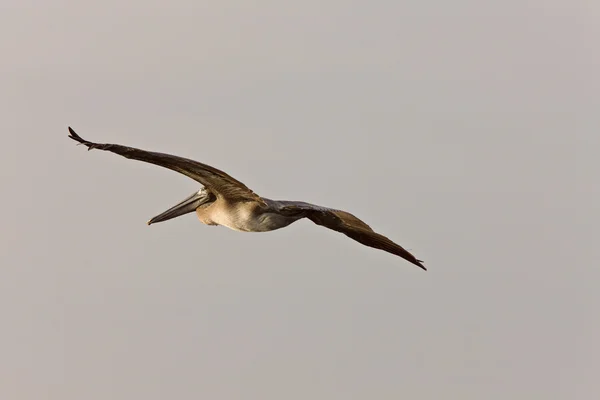 Brauner Pelikan fliegt über Floridas Gewässer — Stockfoto