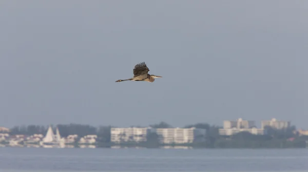 Büyük Mavi Balıkçıl Florida Üzerinde Uçan — Stok fotoğraf