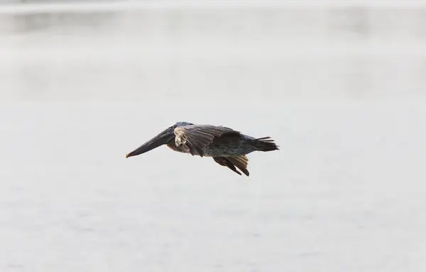 Коричневий Пелікан летить над водами Флориди — стокове фото