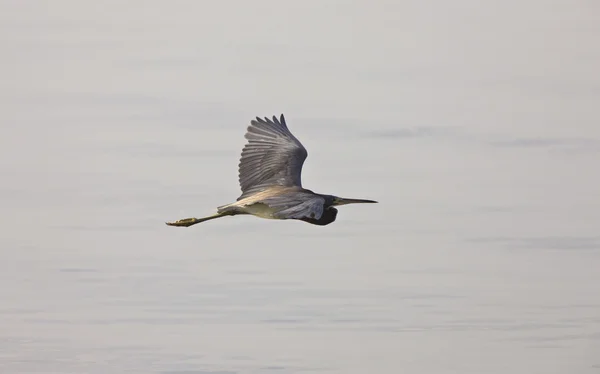 Great Blue Heron Voando Sobre Águas Flórida — Fotografia de Stock