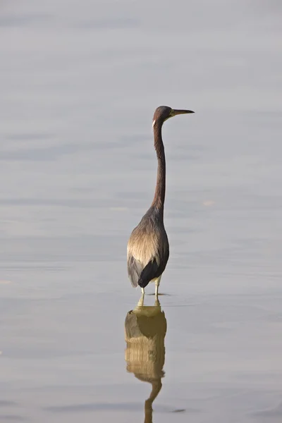 Great Blue Heron em águas da Flórida — Fotografia de Stock