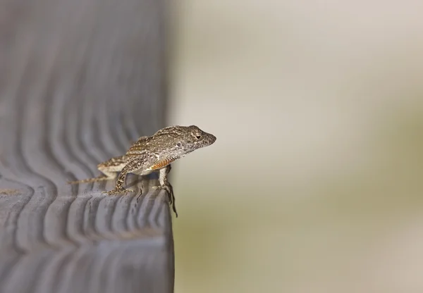 stock image Florida frog