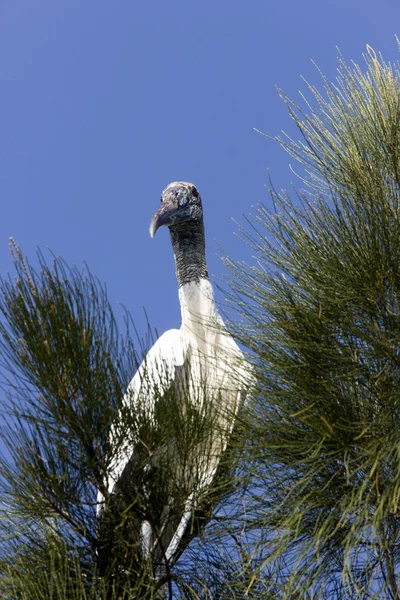 stock image Wood Stork perched in Florida tree