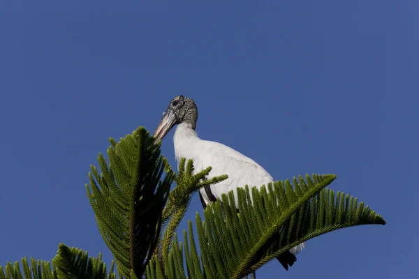Cegonha Madeira Empoleirada Árvore Florida — Fotografia de Stock