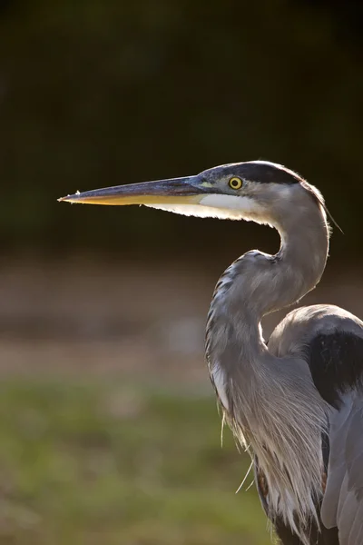 Great Blue Heron in Florida — Stock Photo, Image