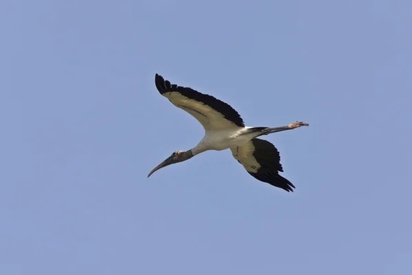 Madeira cegonha voando sobre a Flórida — Fotografia de Stock