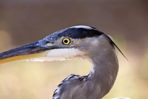 Great Blue Heron Florida — Stok Foto
