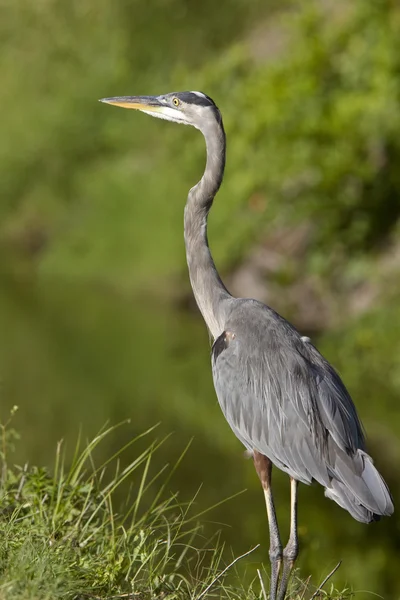 Great Blue Heron Florida — Stok Foto