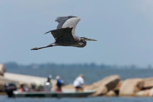 Great Blue Heron in volo lungo la costa della Florida — Foto Stock