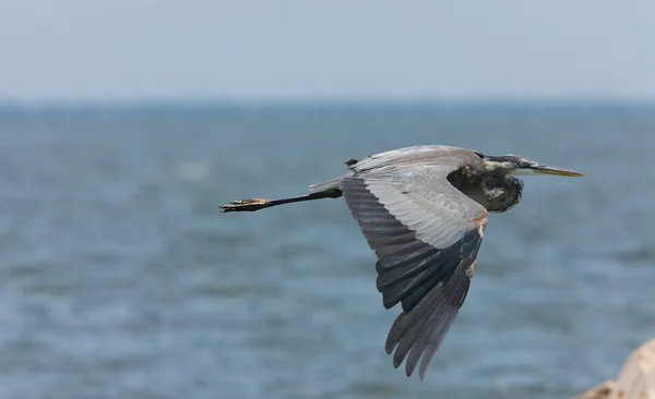 Велика блакитна чапля в політ, вздовж узбережжя Флориди — стокове фото