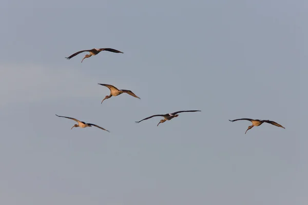 Wood Storks Flight Florida — Stock Photo, Image