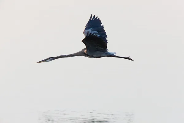 Great Blue Heron flyver over Florida farvande - Stock-foto