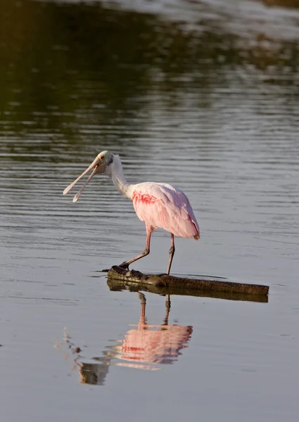 Rosette Spoonbill feeding in Florida waters — Stock Photo, Image