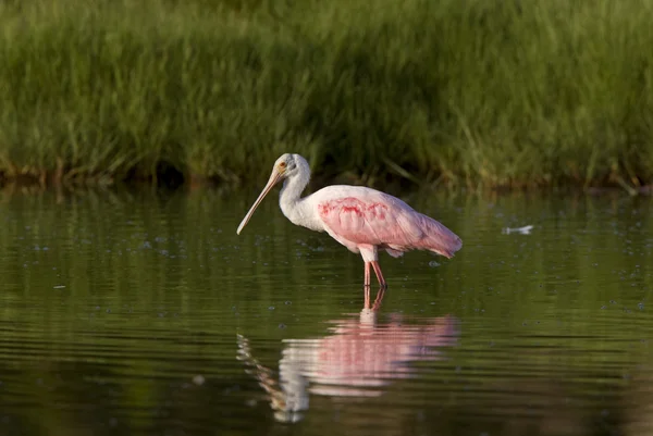 Rosette Spoonbill alimentação em águas da Flórida — Fotografia de Stock