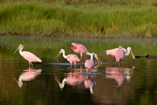 stock image Rosette Spoonbills feeding in Florida waters