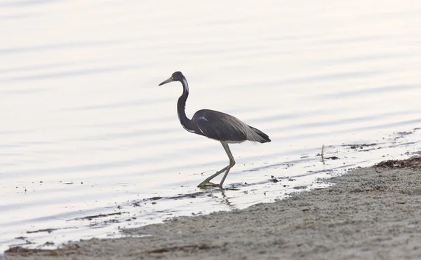 Great Blue Heron vadear nas águas da Flórida — Fotografia de Stock
