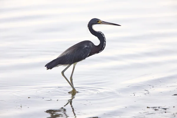 Great Blue Heron wading in Florida waters — Stock Photo, Image