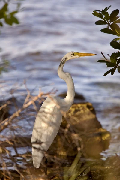 Silberreiher Der Nähe Von Floridas Gewässern — Stockfoto