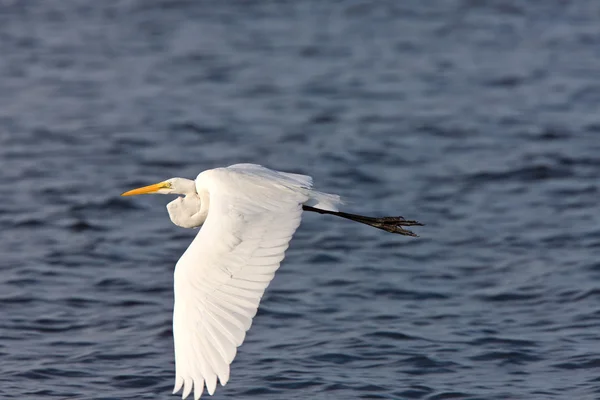 Great White Egret flying over Florida waters — Stock Photo, Image