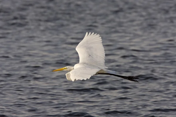 Grande branco Egret voando sobre águas da Flórida — Fotografia de Stock