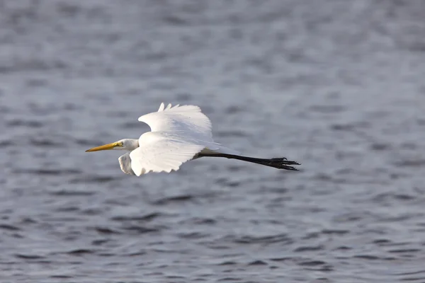 Grande Branco Egret Voando Sobre Águas Flórida — Fotografia de Stock