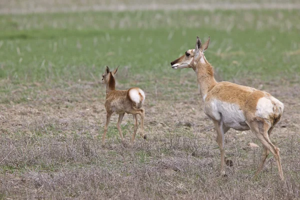 Pronghorn Antilope Les Jeunes — Photo