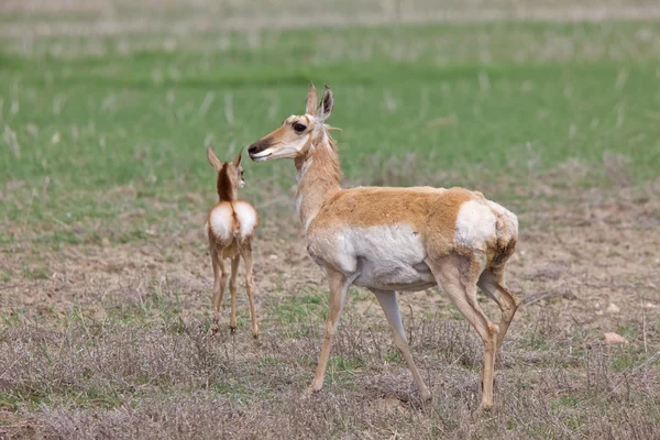 Pronghorn Antelope y Young —  Fotos de Stock