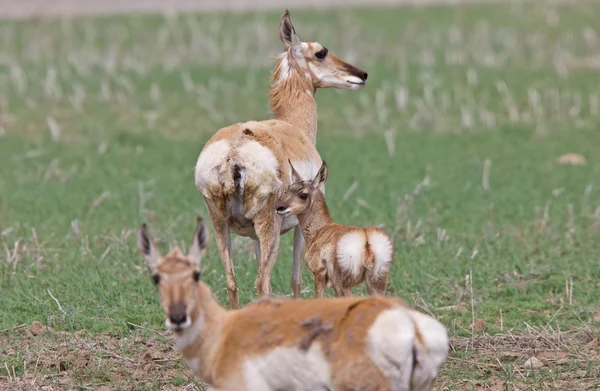 Antilope de Pronghorn et jeune fauve — Photo