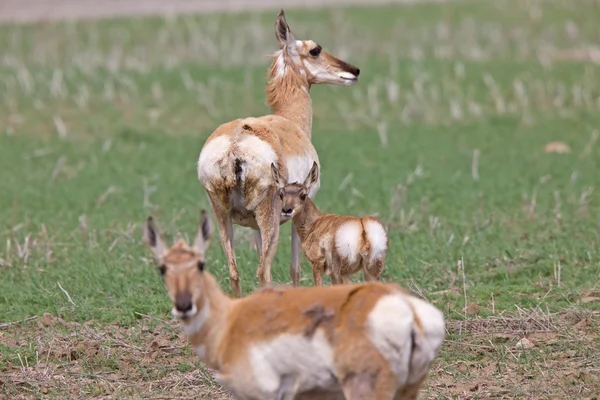 Antilope de Pronghorn et jeune fauve — Photo