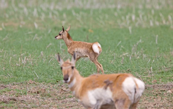 Pronghorn Antelope and Young Fawn — Stock Photo, Image