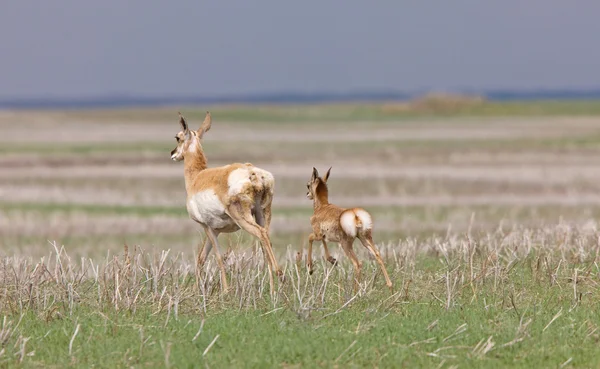 Pronghorn Antelope Young Fawn — Stock Photo, Image