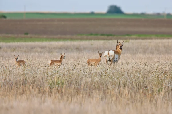 Antilopes de Pronghorn dans le champ — Photo
