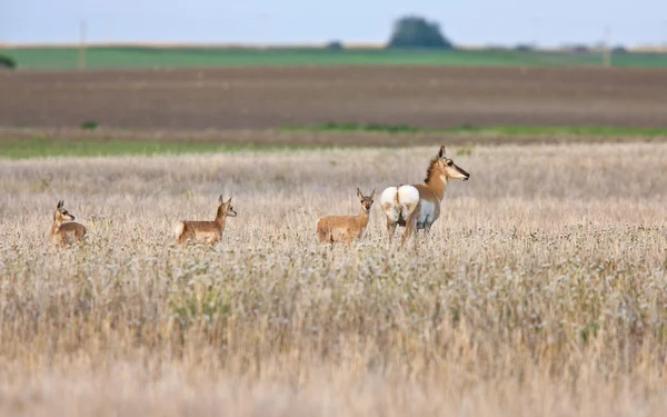Pronghorn antelopes in field — Stock Photo, Image