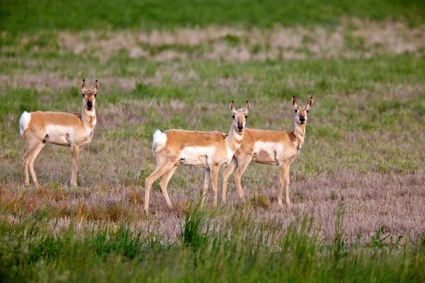 Antilopes Pronghorn Dans Champ — Photo