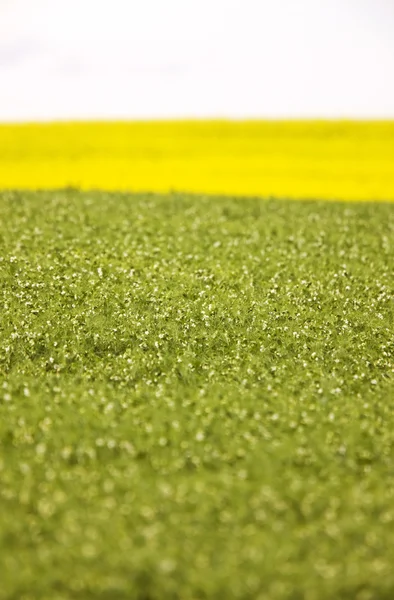 stock image Flax crop in bloom