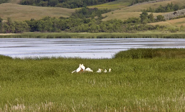 Pelicans in grass by lake — Stock Photo, Image
