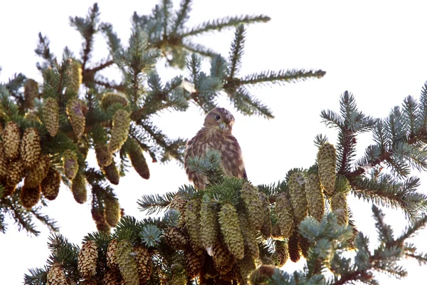 Çam ağacında Şahin fledling — Stok fotoğraf