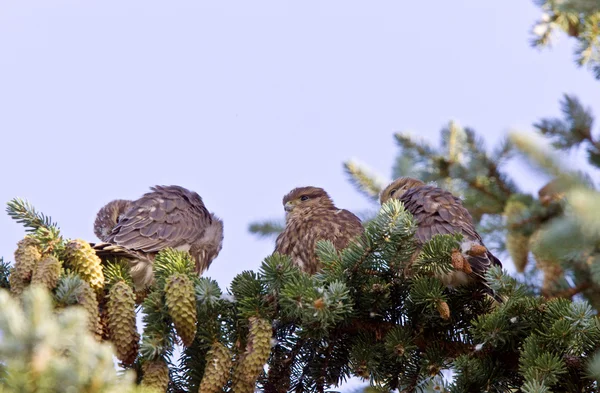 Hawk Fledling Pine Tree — Stock Photo, Image