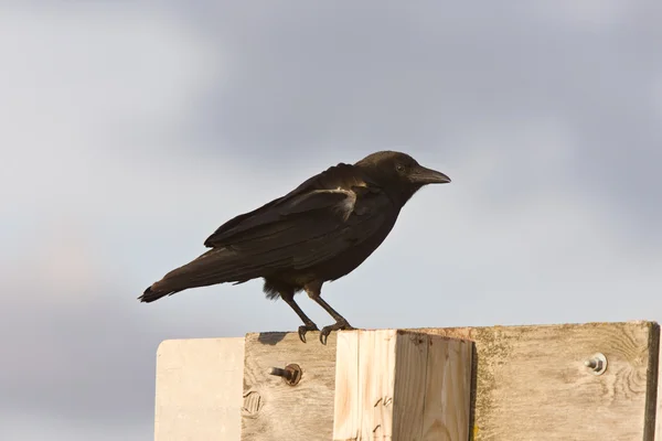 Crow fledgling perched on sign — Stock Photo, Image