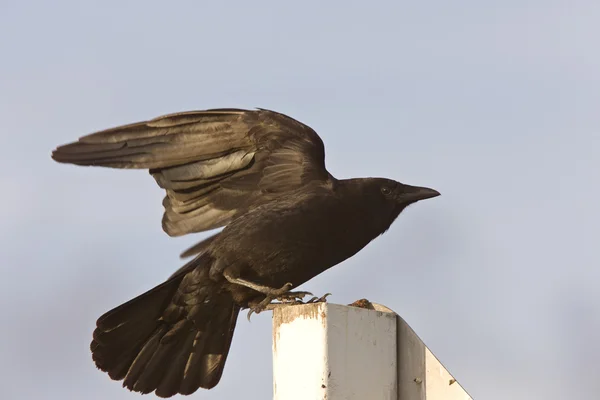 Corbeau volant perché sur panneau — Photo