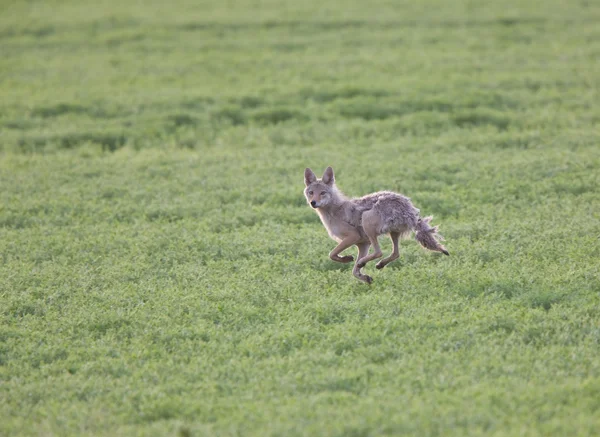 Coyote courant à travers le champ — Photo