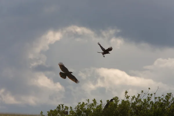 Орел Ворон Полете — стоковое фото