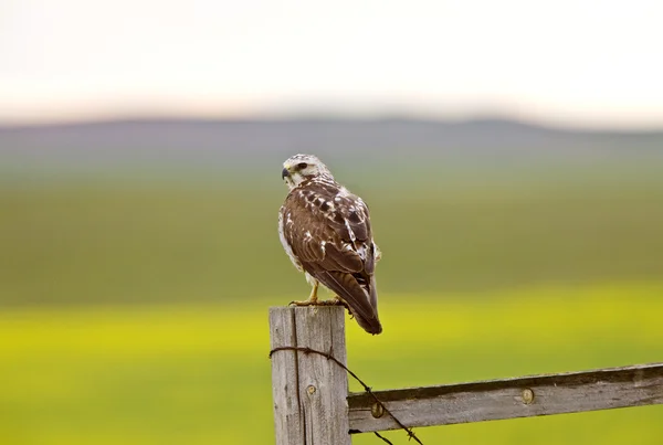 stock image Hawk perched on fence post