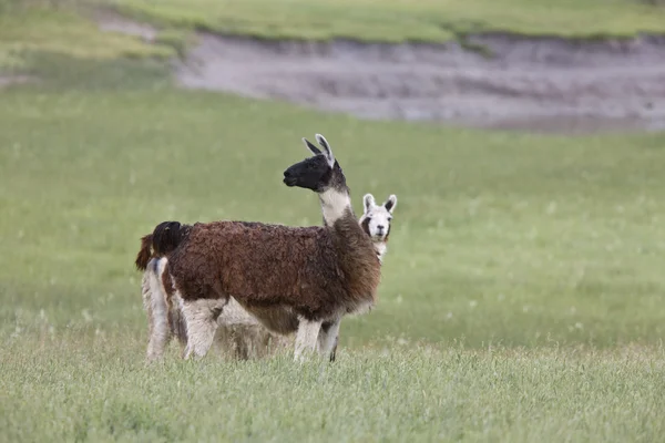Lama in Saskatchewan field — Stock Photo, Image